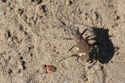 Cicindela hybrida Northern dune tiger beetle Bronzen zandloopkever