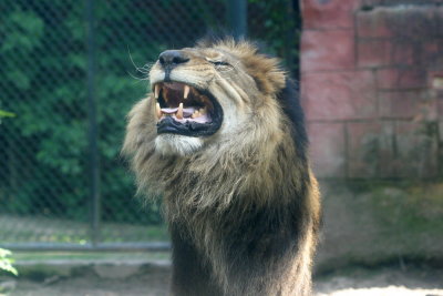 Panthera leo LionLeeuw