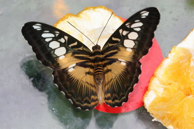 Parthenos sylvia philippinensis Brown clipper