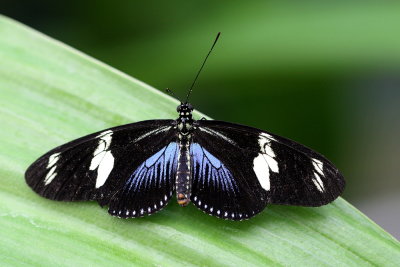 Heliconius doris <br>Doris longwing