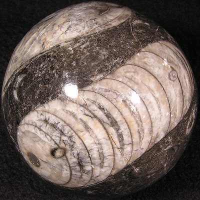 2.35: Orthoceras Nautiloid Cephalopod Fossil - Morocco