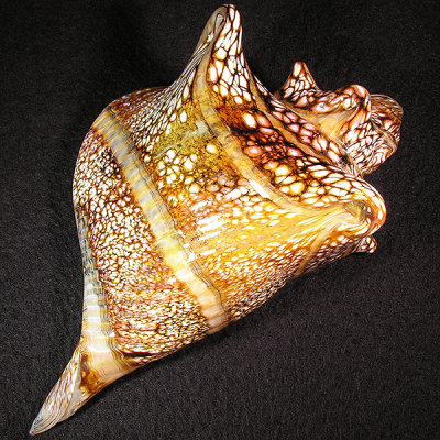 Sumo Glass, Sounds of the Sea Size: 6.35 x 4.17 Price: SOLD