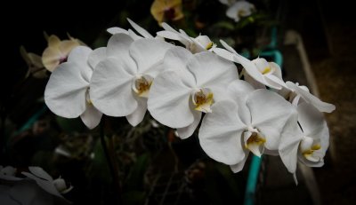 DSC00616.jpg