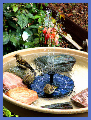 Solar Bird Bath