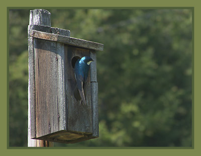 Violet Green Swallow