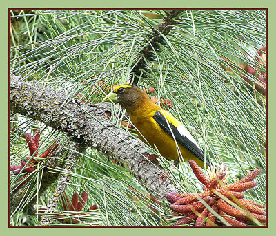 Evening_Grosbeak.jpg