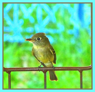 Pacific_Slope_Flycatcher.