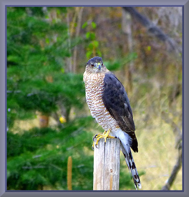 Sharp_Shinned_Hawk