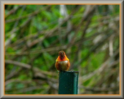 Hummingbirds