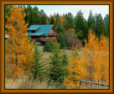 Home - November Gold Larch