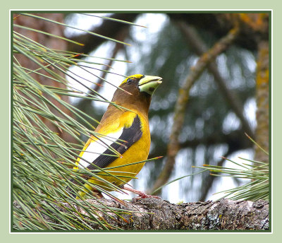 See Me Now-Evening Grosbeak