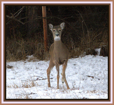  Deer and Other Local Wildlife