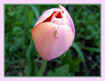 Crab spider and tulip