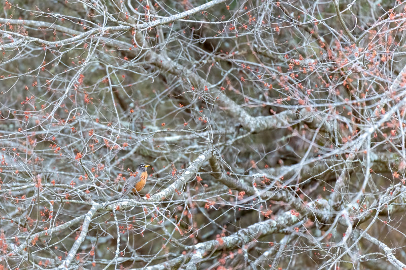 American Robin.jpg
