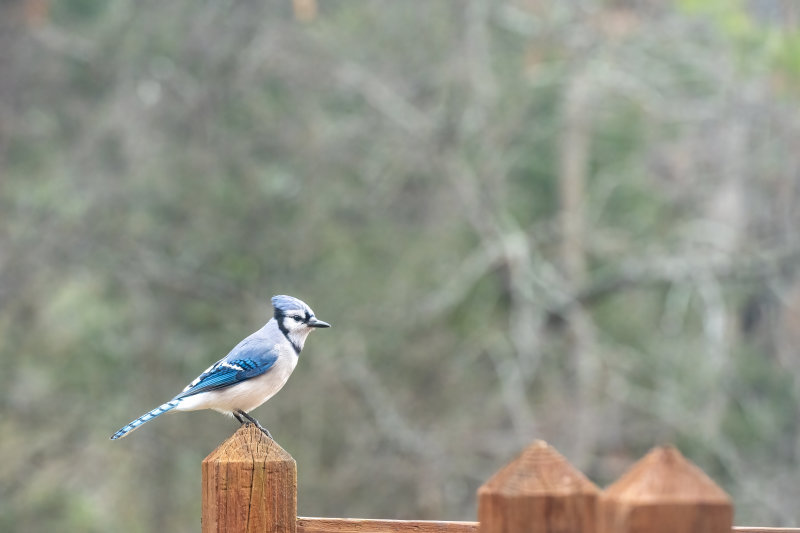 Blue Jay.jpg