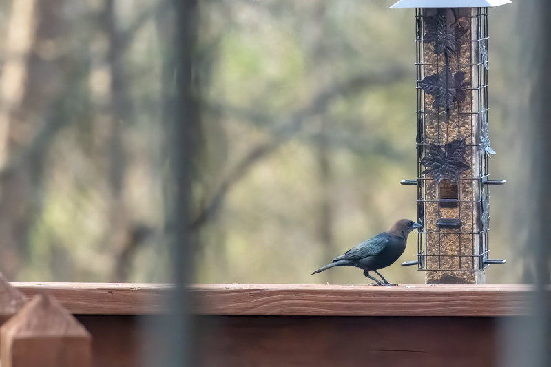 Brown-headed Cowbird.jpg