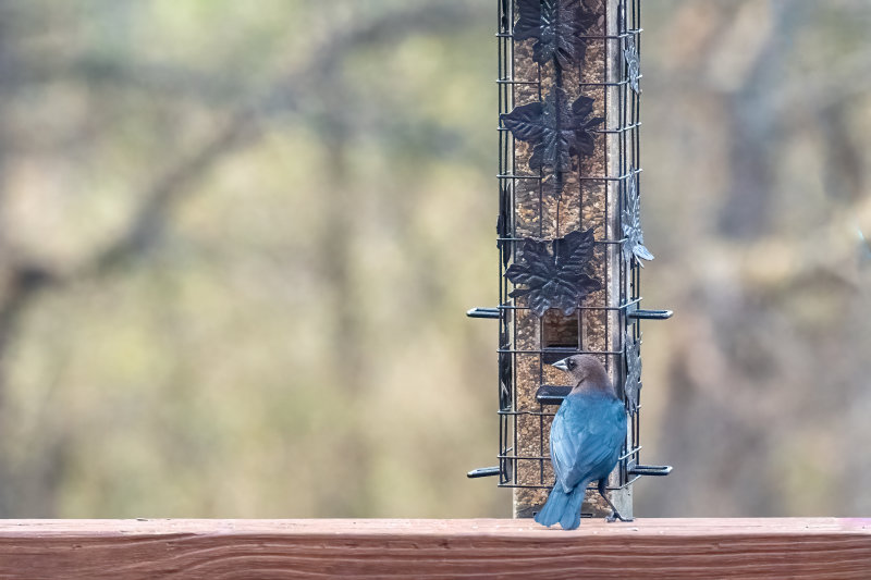 Brown-headed_Cowbird.jpg