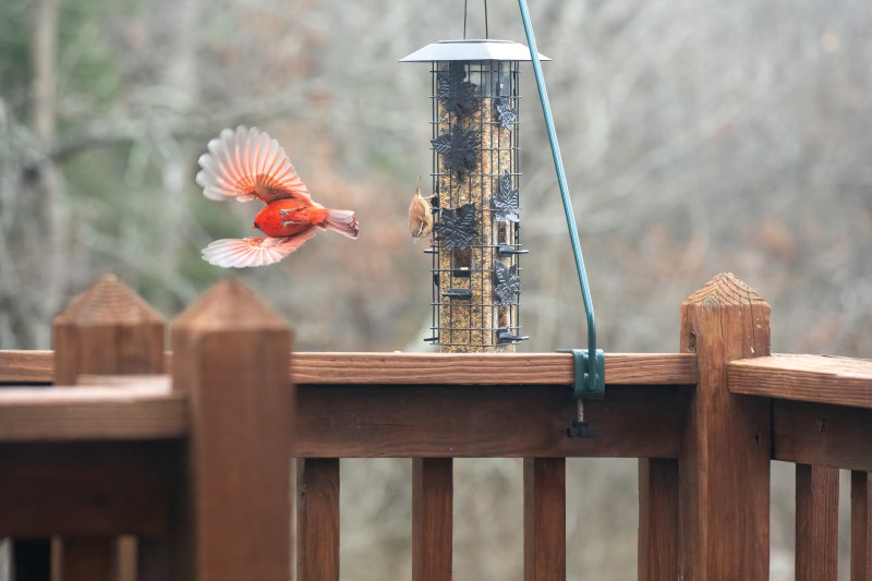 Cardinal-flying-1.jpg