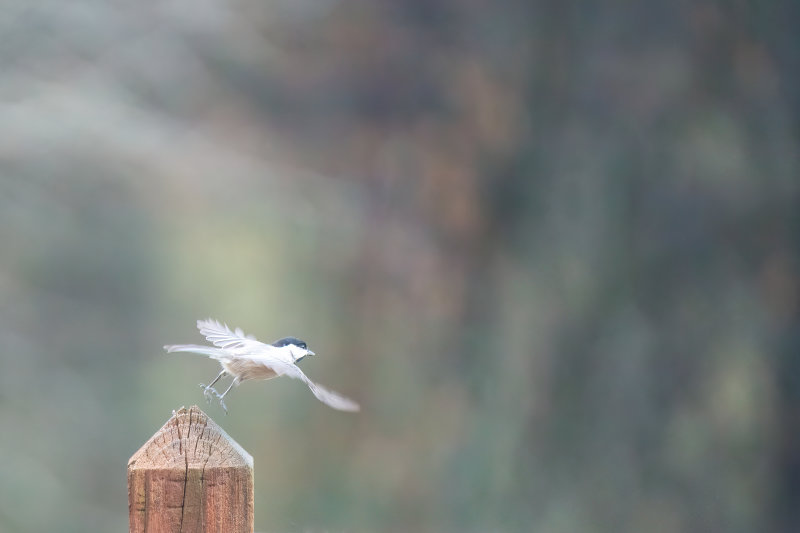 Carolina Chickadee - Flying-2.jpg