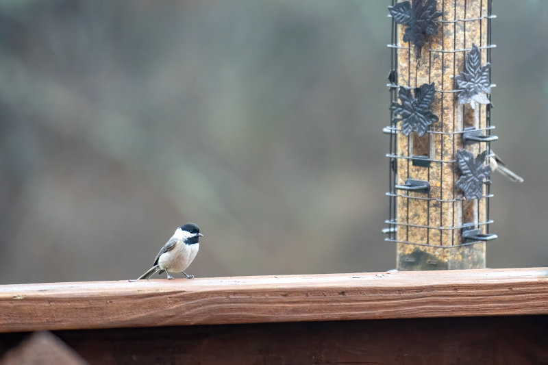 Carolina Chickadee.jpg