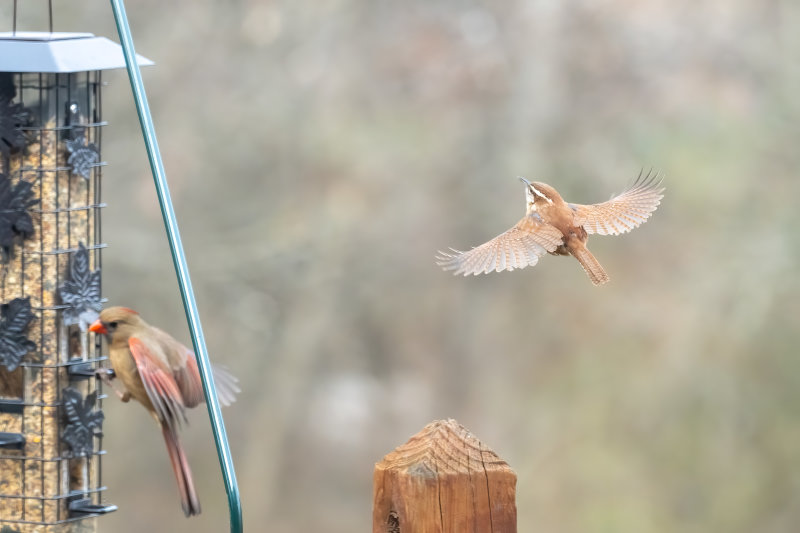 Carolina Wren Flying.jpg