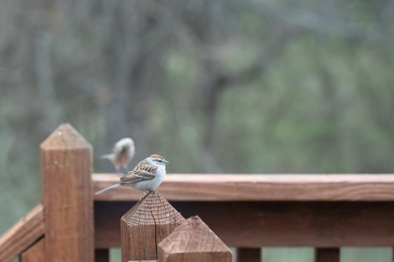 Chipping Sparrow.jpg