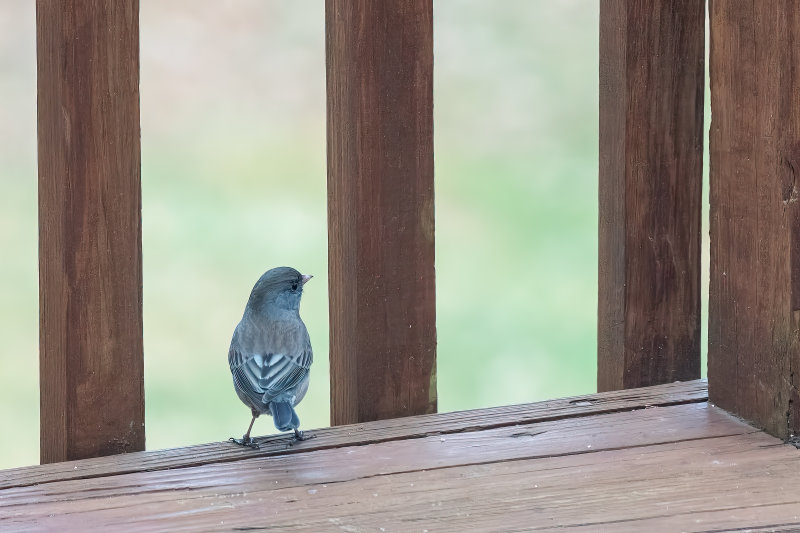 Dark-eyed Junco.jpg