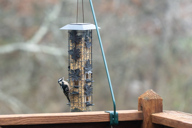 Downy Woodpecker.jpg
