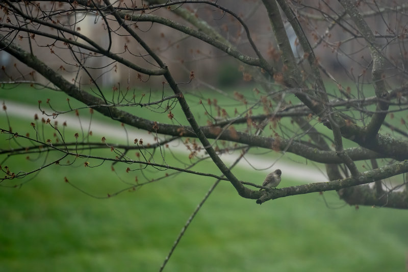 Eastern_Phoebe.jpg