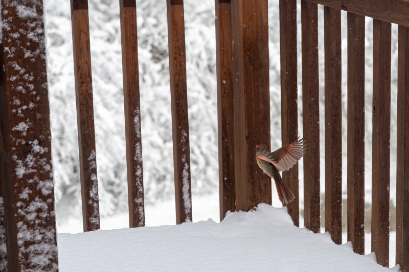 Flying_Female_Cardinal_snowy.jpg