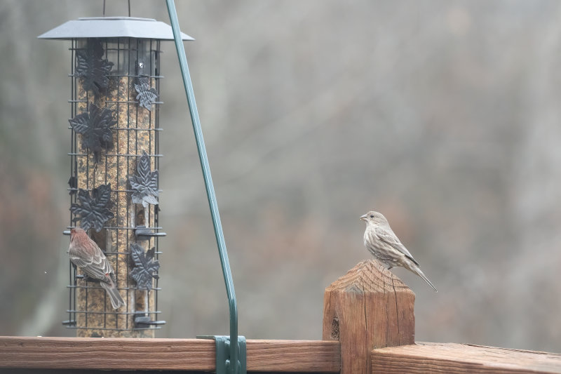 House Finch.jpg