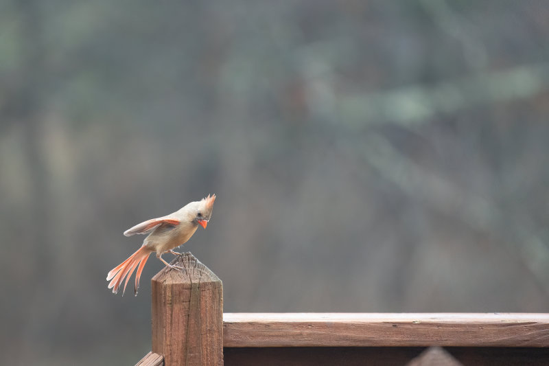 Northern Cardinal - Female.jpg