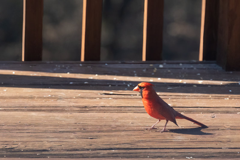 Northern Cardinal - Male - deck.jpg
