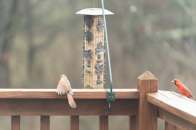 Northern Cardinal - Male & Female.jpg