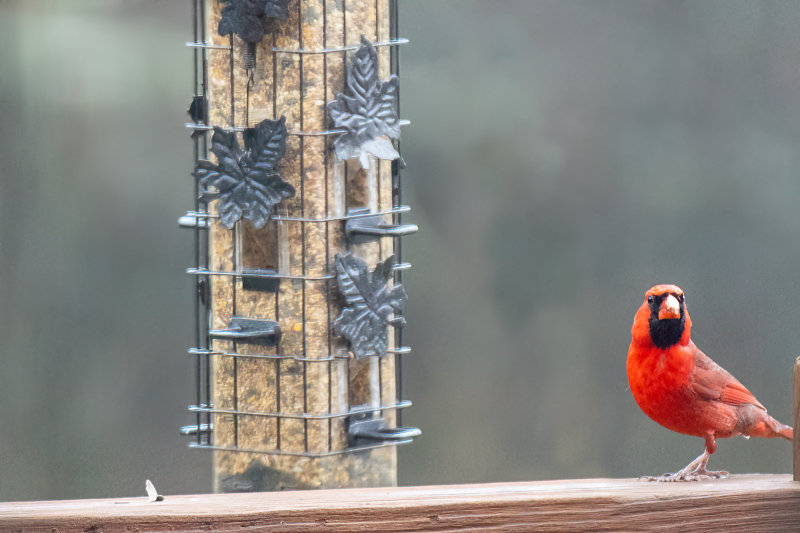 Northern Cardinal - male.jpg