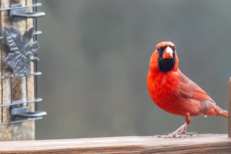 Northern Cardinal Crop - male.jpg