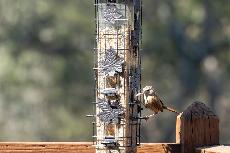 Picky_Wren-2.jpg