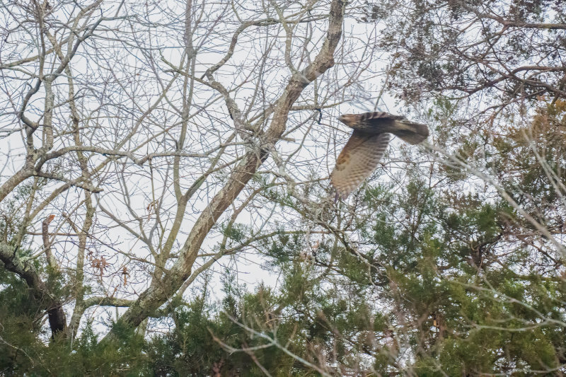 Red-tail Hawk Flying-2.jpg