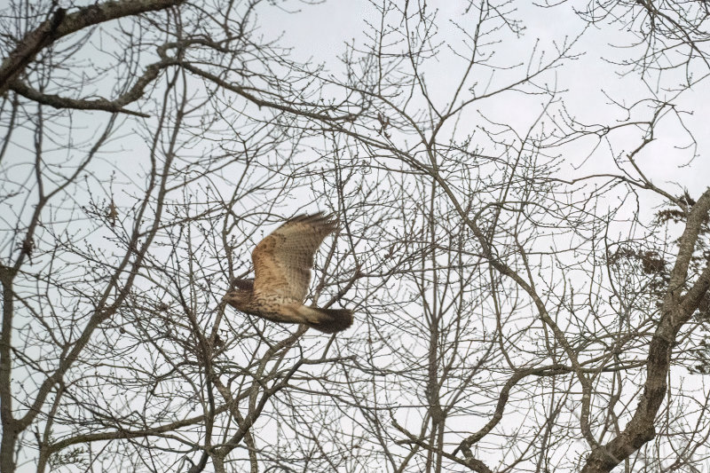 Red-tail Hawk Flying.jpg