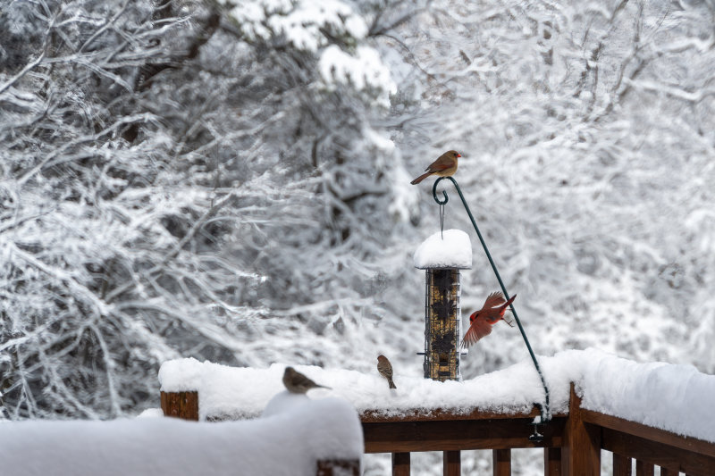 Snow_Cardinals_at_feeder.jpg