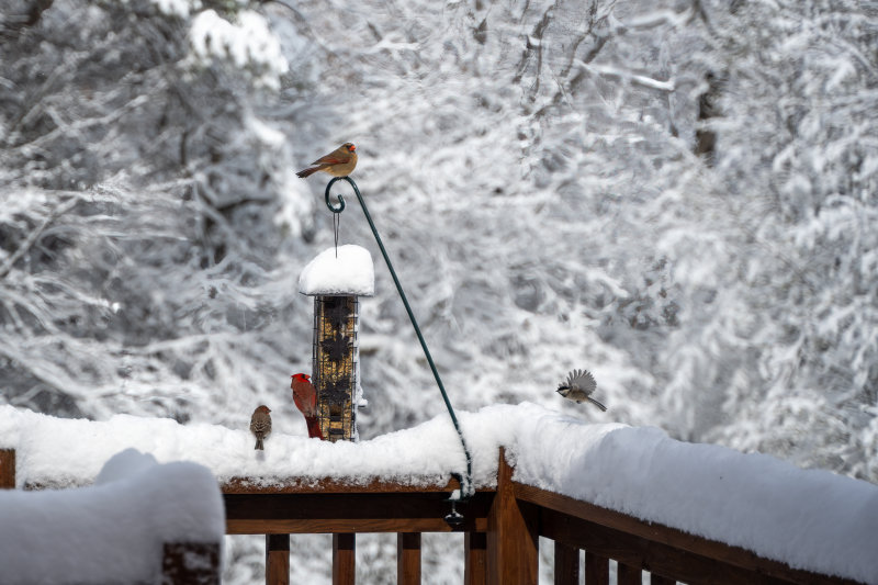 Snow_Flying_Carolina_Chickadee.jpg