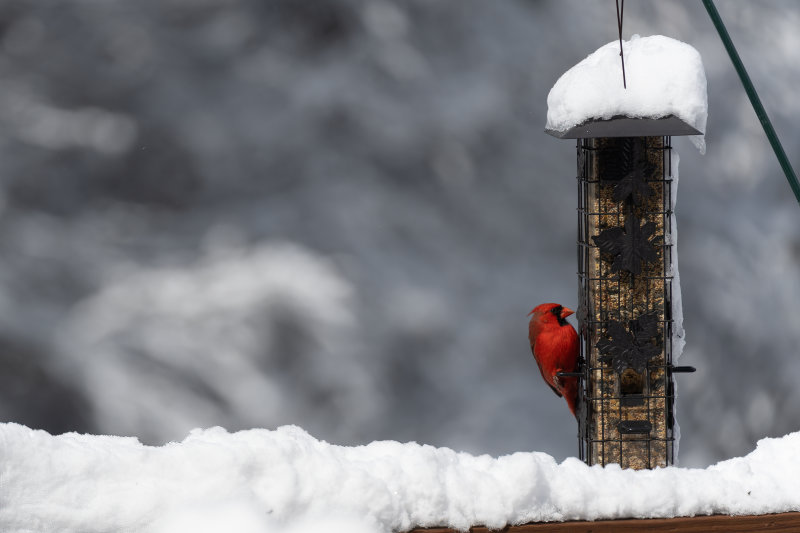 Snow_Male_Cardinal.jpg