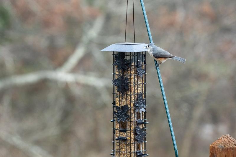 Tufted Titmouse.jpg