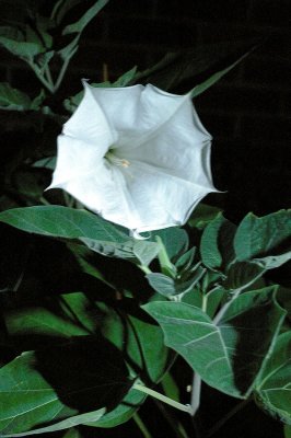 Moon Flower