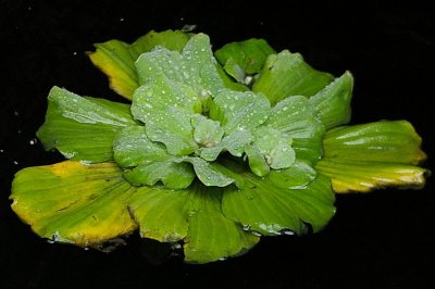P6373b.JPG