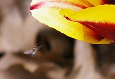 P4679c.JPG