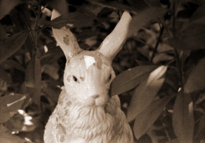 white rabbit 23.JPG