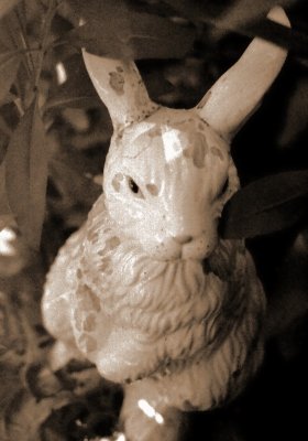 white rabbit 24.JPG