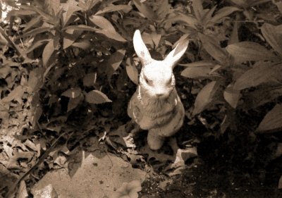 white rabbit b22.JPG