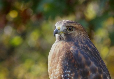 autumnhawk4577.JPG